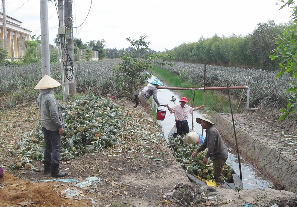 Một mùa dứa bội thu, hứa hẹn sẽ mang lại cuộc sống ổn định cho những người nông dân nghèo tại xã Phước Lập, huyện Tân Phước