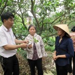 Nông dân phường Phú Diễn trao đổi kinh nghiệm, kiến thức chăm sóc bưởi Diễn thời kỳ ra hoa, đậu quả non