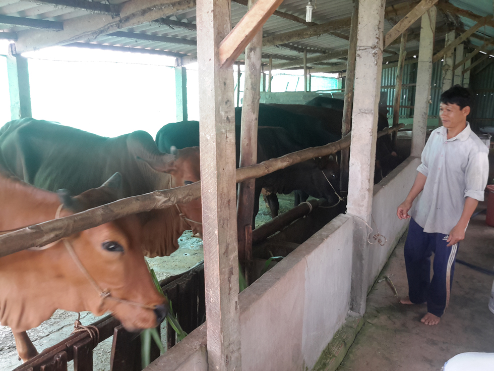 Anh Nguyễn Chí Toàn ở ấp Bình Hưng, xã Thành Công, huyện Gò Công Tây vay 40 triệu đồng chương trình hộ nghèo đầu tư chăn nuôi bò, cuộc sống nay đã khá hơn