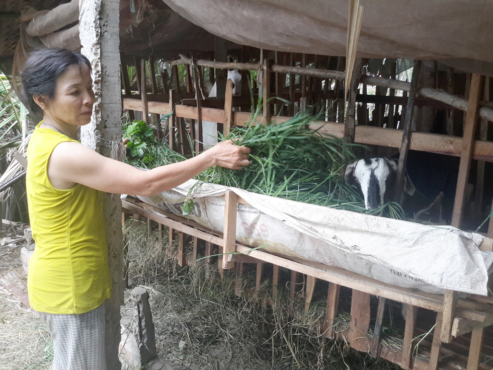 Tại địa bàn huyện Gò Công Tây, gia đình chị Lê Thị Hà ở ấp Khương Thọ, xã Đồng Sơn cũng được vay 10 triệu đồng vốn ưu đãi để chăn nuôi dê