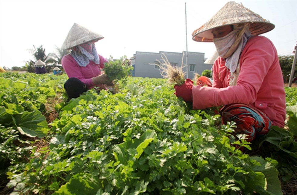Nhờ được vay vốn, gia đình chị Nguyễn Thị Ngọc Châu ở xã Tân Điền, huyện Gò Công Đông đã đầu tư cải tạo, chuyển đổi đất trồng lúa kém hiệu quả sang trồng rau màu cho hiệu quả kinh tế cao
