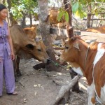 Vốn vay ưu đãi đã giúp gia đình bà Nguyễn Thị Chờ ở thôn 10 phát triển chăn nuôi hiệu quả