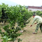Vốn vay ưu đãi đã giúp gia đình anh Đỗ Bá Sơn ở xóm Hồng Vân, xã Bắc Phong đầu tư mua giống cây cam lòng vàng cho hiệu quả kinh tế cao