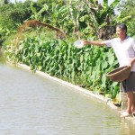 Gia đình ông Nguyễn Quang Xứng đã thoát nghèo từ ao cá này