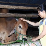 Chị Trần Thị Kim Hương sử dụng vốn vay nuôi bò vỗ béo