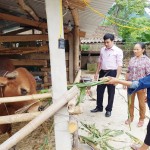 Vốn ưu đãi đã giúp chị Nguyễn Thị Chín phát triển chăn nuôi, thoát nghèo bền vững