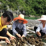 Vốn ưu đãi luôn đồng hành cùng người nghèo huyện đảo Vân Đồn phát triển thủy, hải sản