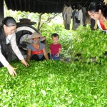 Gia đình chị Nguyễn Thị Hương ở xóm Trại Cài 1 vay vốn NHCSXH về mua máy chế biến búp chè tươi ngay tại nhà