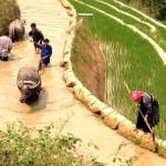 Vay được vốn, đồng bào DTTS ở xã Hồ Bốn, huyện Mù Cang Chải rất chăm chỉ khai hoang, dẫn nước về nương ruộng cấy lúa, cải thiện cuộc sống