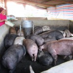 Đàn lợn của gia đình ông Nguyễn Quang Thuộc lên tới gần 100 con