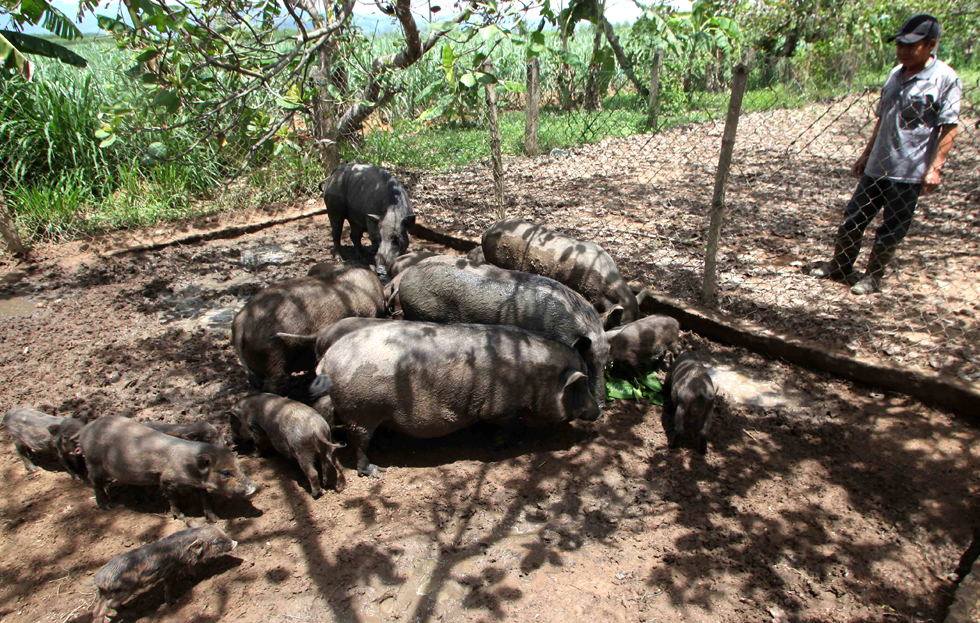 Gia đình Cựu chiến binh Huỳnh Anh ở xã Diên Đồng, huyện Diên Khánh được vay 20 triệu đồng chương trình GQVL phát triển kinh tế VAC đầu tư cải tạo hơn 2ha đất rừng chăn nuôi lợn, bò, ao cá
