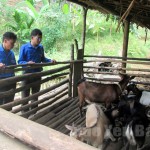 Huyện đoàn Lục Yên khuyến khích thanh niên vay vốn ưu đãi phát triển mô hình chăn nuôi dê
