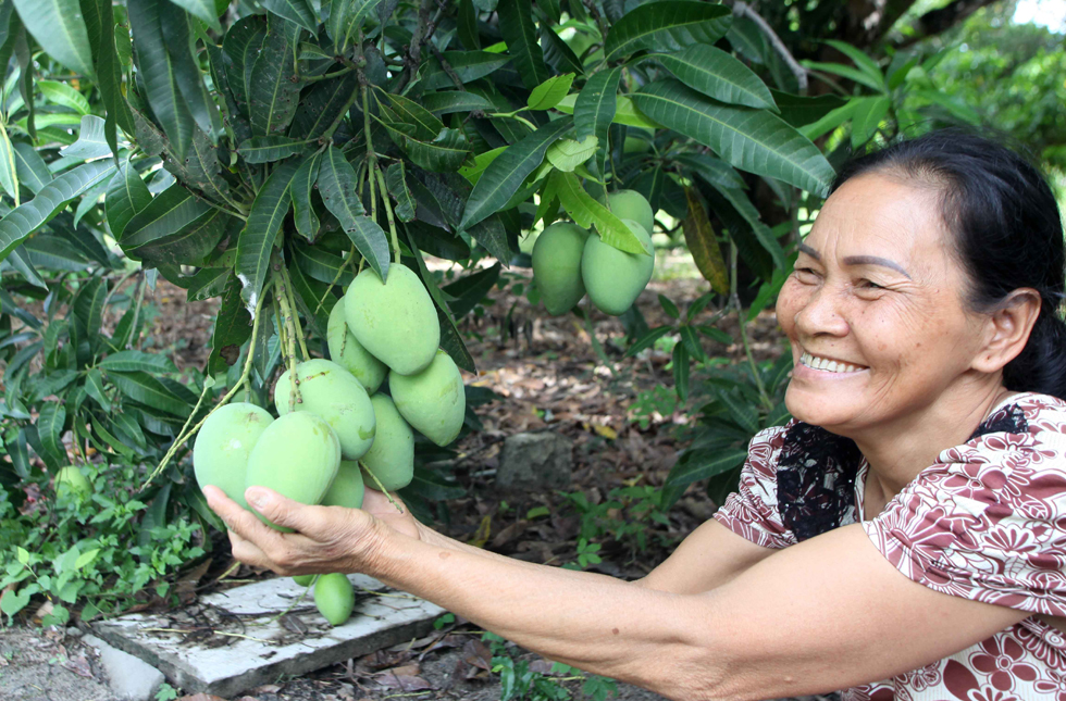 Cũng giống như gia đình ông Lộc, gia đình bà Huỳnh Thị Liễu ở xã Cam Hải Tây cũng được vay 20 triệu đồng từ chương trình hộ cận nghèo đầu tư cải tạo 2.000m2 vườn đồi để trồng xoài