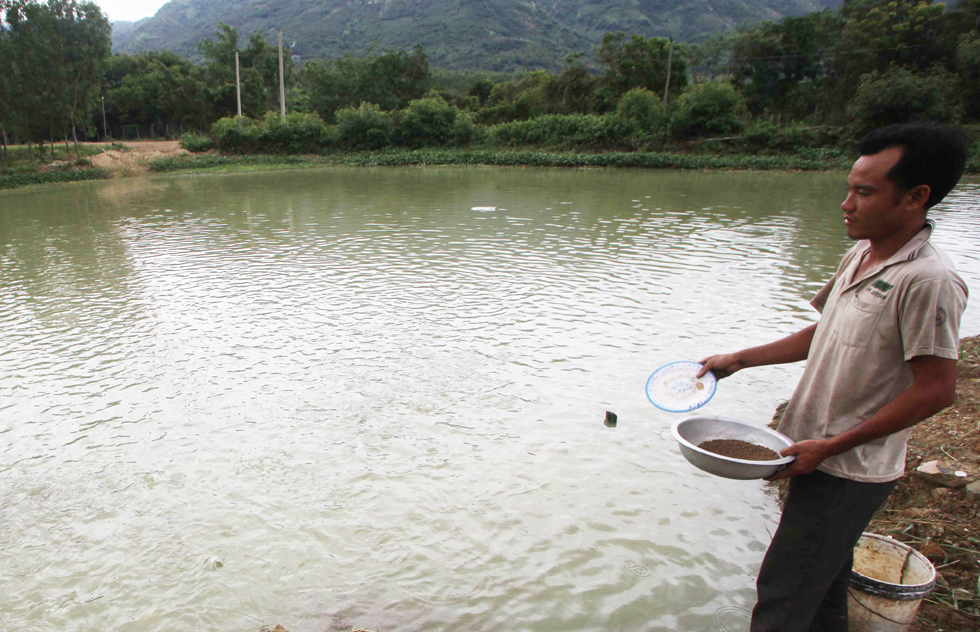 Xuất phát từ 20 triệu đồng chương trình cho vay GQVL gia đình anh Lê Đại Dương ở thôn Trung 3, xã Diên Điền, huyện Diên Khánh đã thoát nghèo, mỗi năm thu hoạch hàng trăm triệu đồng nhờ đào ao nuôi cá