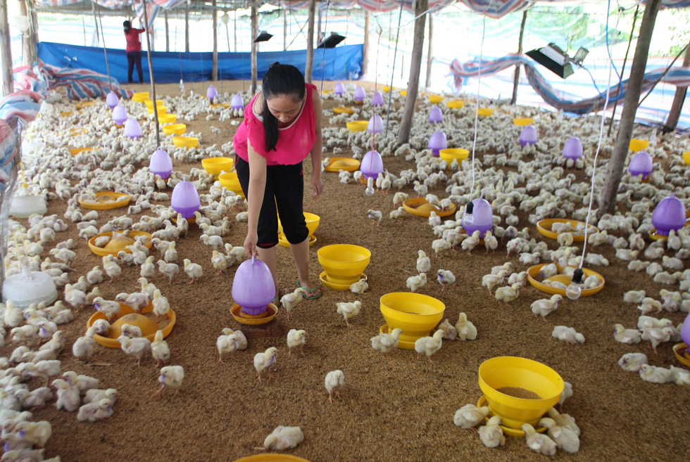 Vốn ưu đãi đã giúp gia đình chị Lại Thị Trí ở xã Diên Lộc, huyện Diên Khánh đầu tư chuồng trại nuôi gà, mỗi năm bán ra thị trường hàng chục nghìn con gà