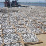 Đây là những mẻ cá đánh bắt xa bờ được ngư dân Quảng Trị thu mua về hấp chín, sấy khô bán cho thương lái Trung Quốc