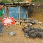 Từ nguồn vốn vay ưu đãi, nhiều hộ nghèo ở xã Bum Nưa nuôi lợn đen bản địa có giá trị kinh tế cao