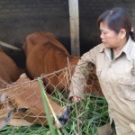 Hộ nghèo ở Nho Quan vay vốn ưu đãi phát triển chăn nuôi