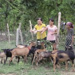 Mô hình nuôi dê theo nhóm hộ của thôn Phú Thiềng