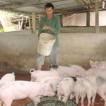CCB Quách Văn Giai duy trì nuôi hàng chục con lợn thịt mỗi lứa