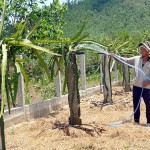 Nông hộ nghèo của huyện Hòa Vang sử dụng vốn vay ưu đãi đầu tư trồng thanh long