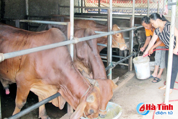 Từ nguồn vốn vay ưu đãi, gia đình anh Dương đã phát triển đàn bò lên 35 con