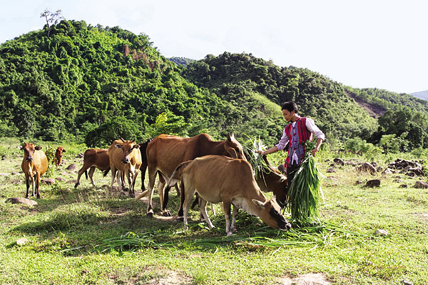 Hồ Ai Can đang chăm sóc đàn bò của gia đình