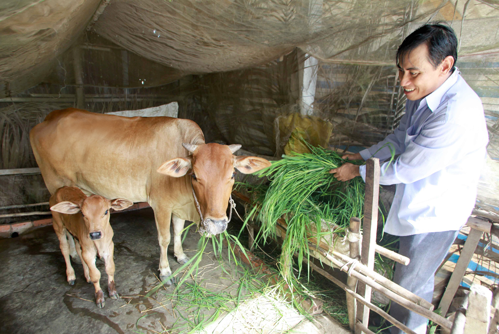 Gia đình anh Phan Phương Bình ở ấp Nhà dài A, xã Châu Hưng 3, huyện Vĩnh Lợi được vay chương trình hộ nghèo đầu tư nuôi lợn, bò sinh sản. Nhờ chịu khó, chăm sóc đúng kỹ thuật, đàn lợn, bò đã giúp gia đình thoát nghèo, có thể thoát nghèo bền vững