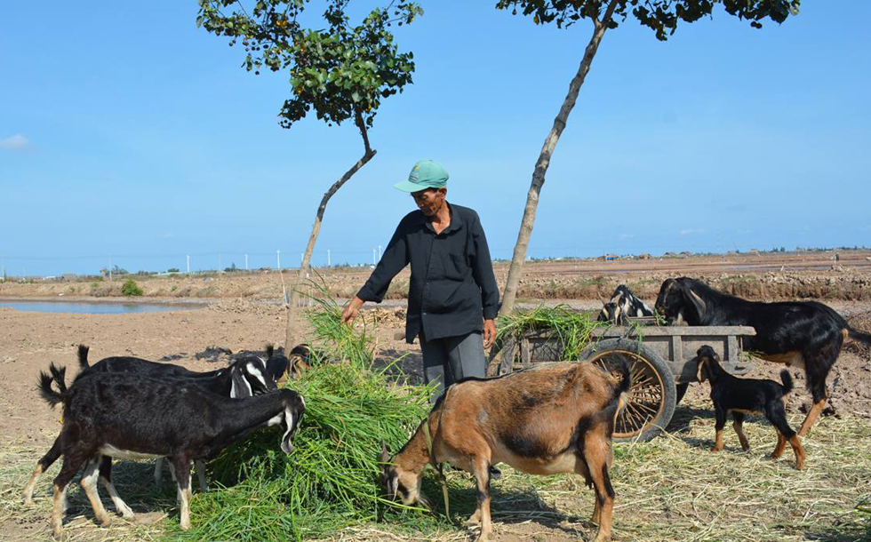 Thông qua Hội CCB, gia đình ông Nguyễn Thanh Hải ở xã Vĩnh Trạch Đông, TP Bạc Liêu được vay 20 triệu đồng vốn từ chương trình tín dụng giải quyết việc làm đầu tư nuôi dê
