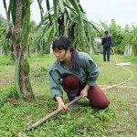 Tín dụng chính sách giúp người nghèo ở vùng nông thôn, miền núi của tỉnh Quảng Ninh có điều kiện chuyển đổi cơ cấu cây trồng, vật nuôi đúng hướng