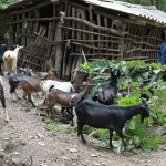 Anh Nông Văn Đàn ở thôn Pác Thàn, xã Đoài Côn, huyện Trùng Khánh vay vốn ưu đãi nuôi tới cả trăm con dê