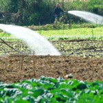 Mô hình trồng rau sạch cho hiệu quả kinh tế cao ở huyện Đơn Dương được duy trì, phát triển từ nguồn vốn chính sách