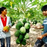 Gia đình chị Nguyễn Thị Diện ở xã Tuấn Đạo vay vốn trồng cây ăn quả