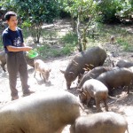 Hộ nghèo xã Đạo Trù sử dụng vốn vay phát triển chăn nuôi lợn đen