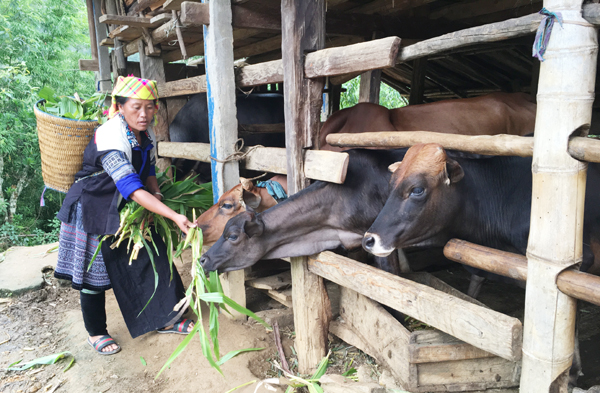 Gia đình chị Giàng Thị Chu Xu ở bản Dế Xu Phình A thoát nghèo là chăn nuôi hiệu quả