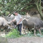 Ông Hà Quang Diện chăm sóc đàn trâu của gia đình