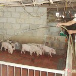 Anh Hoàng Văn Toàn chăm sóc đàn lợn của gia đình