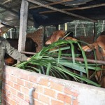 Gia đình anh Trần Ngọc Bích nuôi bò thịt từ vốn vay chính sách