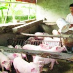 Ông Lại Thế Quang ở thôn Nà Cà, xã Cao Kỳ, huyện Chợ Mới vay 50 triệu đồng từ chương trình giải quyết việc làm của NHCSXH để mở rộng chăn nuôi Ảnh: Đức Nghiêm