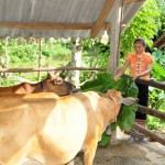 Vốn vay ưu đãi đã giúp gia đình bà Hà Thị Đào thoát nghèo bền vững
