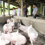 Trang trại chăn nuôi lợn của gia đình chị Hoàng Thị Thu