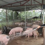 Chị Pờ Lỳ De ở bản Mù Cả, xã Mù Cả, huyện Mường Tè phát triển chăn nuôi lợn nhờ vay vốn chính sách