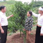 Hộ nghèo ở Hòa Bình vay vốn ưu đãi từ NHCSXH mở rộng diện tích trồng cam Ảnh: VBSP News