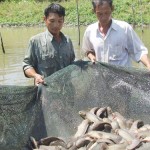 Nông dân Trường Yên sử dụng vốn vay phát triển mô hình cá – lúa