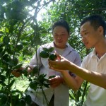 Gia đình anh Hoàng Văn Chương (bên trái) phát triển vườn cam sành từ vốn vay chính sách