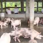 Trang trại nuôi lợn của gia đình ông Hoàng Văn Đặng