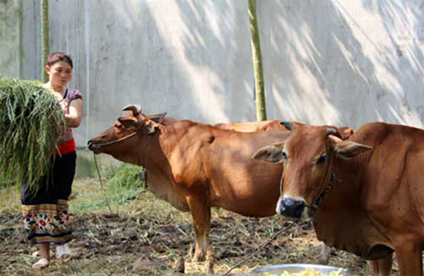 Nhờ vốn vay chính sách, gia đình chị Lang Thị Dung đã có đàn bò 18 con