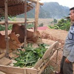 Ở Sơn La có nhiều mô hình chăn nuôi hiệu quả từ nguồn vốn chính sách do đoàn viên thanh niên làm chủ