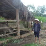 Đa số người nghèo tại các xã của tỉnh Tuyên Quang vay vốn chính sách về nuôi trâu