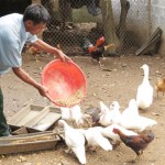 Gia đình ông Hoàng Tiến Quang sử dụng vốn vay chương trình hộ nghèo phát triển chăn nuôi